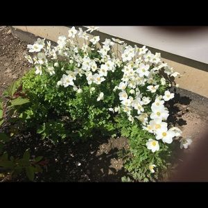 Meet your Posher, Lois